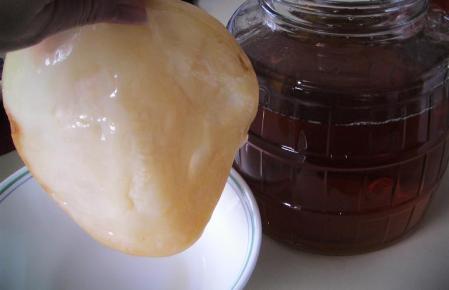 holding SCOBY